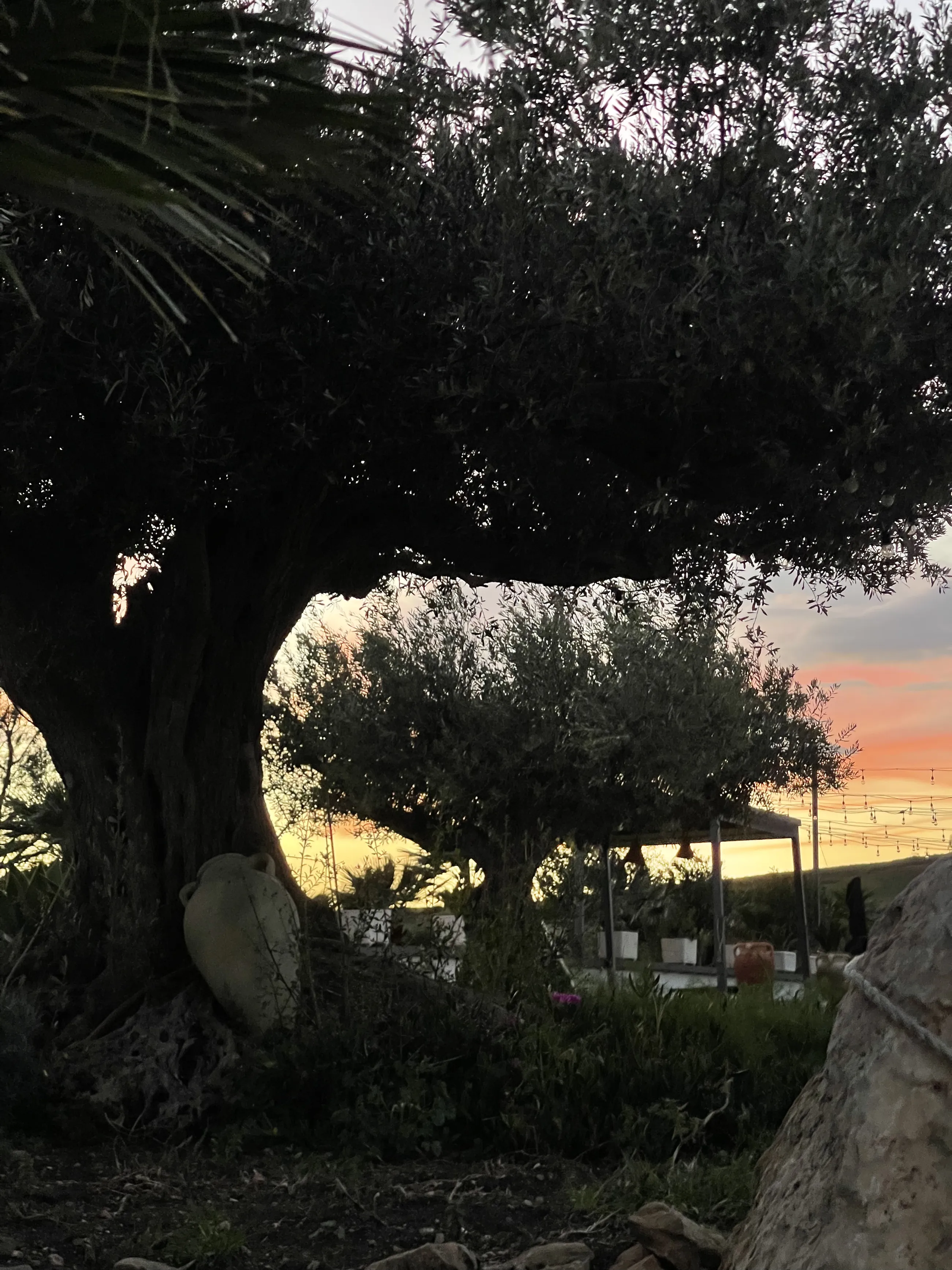 Ulivi al tramonto a Moresca Farm