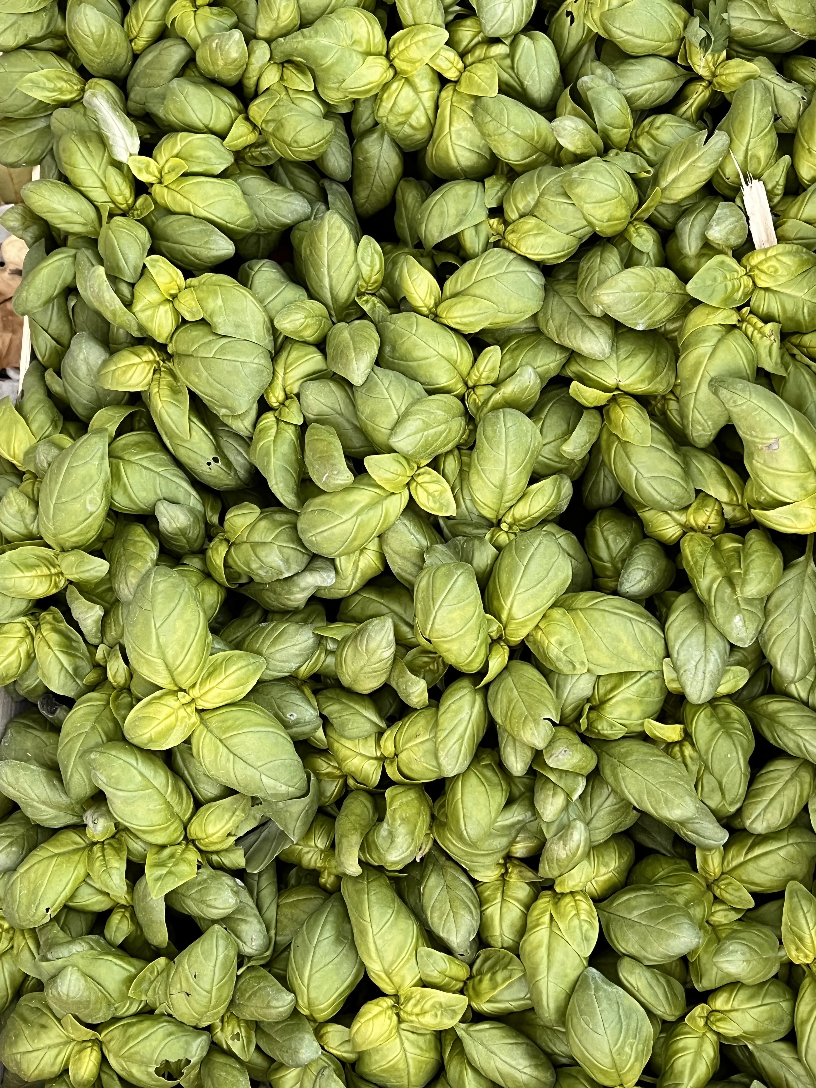 Moresca Farm — Mandorlo Fiore