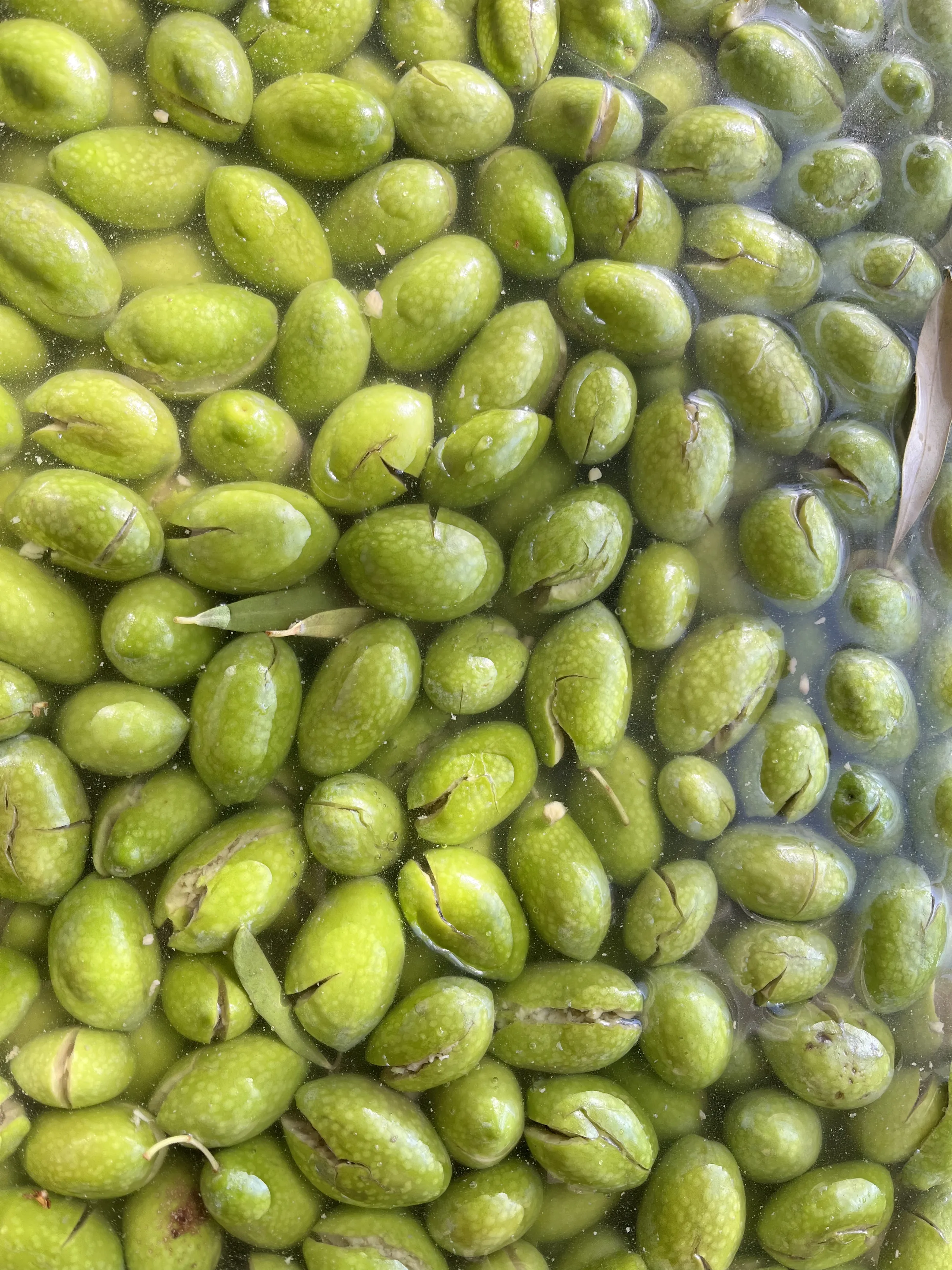 Moresca Farm — Olive Raccolta